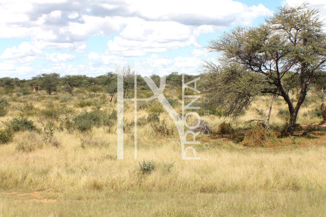 1268 Ha Farm For Sale - PRIME LOCATION - Ref.No. 2063