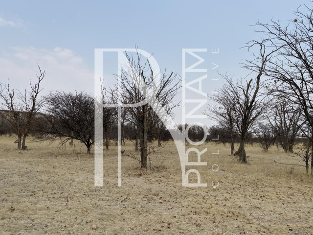 A clean and well maintained bush for game viewing