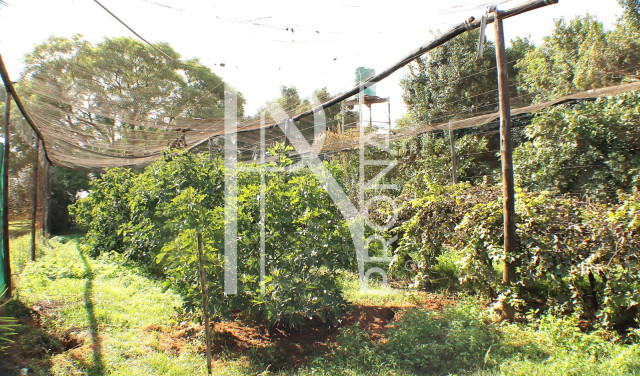 1268 Ha Farm For Sale - PRIME LOCATION - Ref.No. 2063