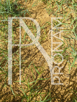 The soil