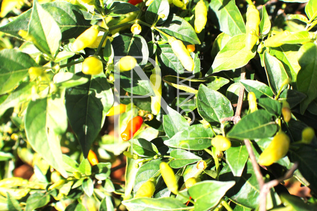 1268 Ha Farm For Sale - PRIME LOCATION - Ref.No. 2063
