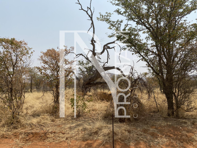 A huge Mopane-forest comes with the farm as well