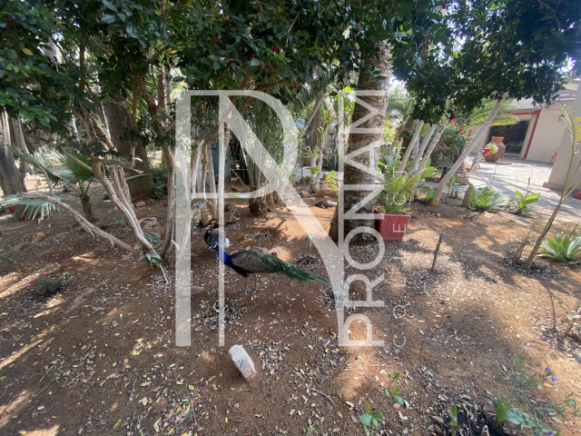A couple of peacocks are roaming around the guesthouse garden