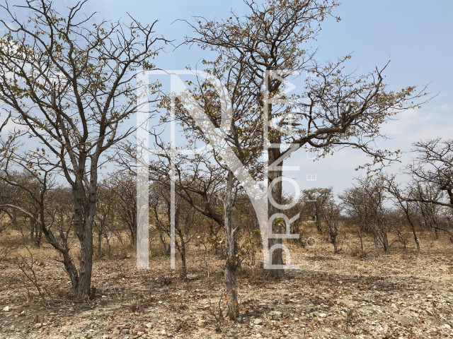 Mopane trees