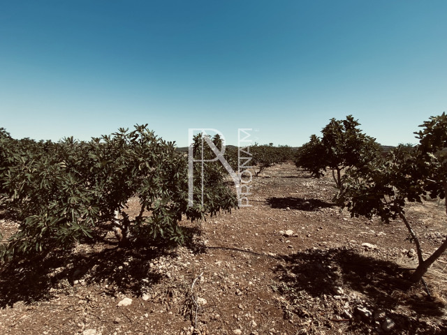 Fig plantation