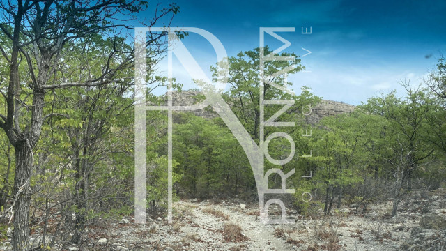 A mopane forest is part of the farm