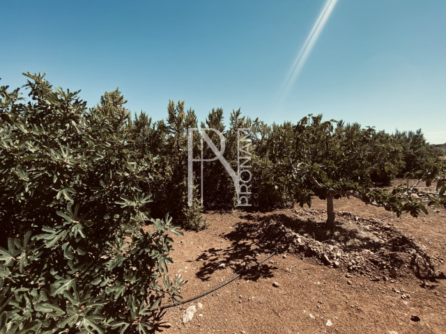 another part of the pig fig plantation