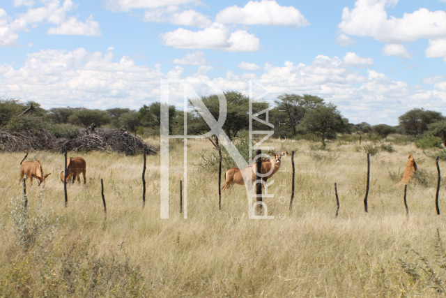 163 Ha Plot For Sale - Ref.No. 2066